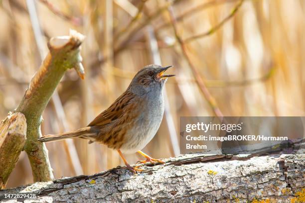 dunnock (prunella modularis) singing, germany - prunellidae stock pictures, royalty-free photos & images