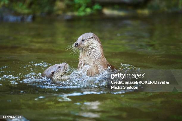 eurasian otter (lutra lutra), playing with each other in the water, bavaria, germany - europäischer fischotter stock-fotos und bilder