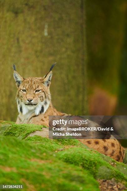 eurasian lynx (lynx lynx) in the forest, bavaria, germany - eurasian lynx stock pictures, royalty-free photos & images