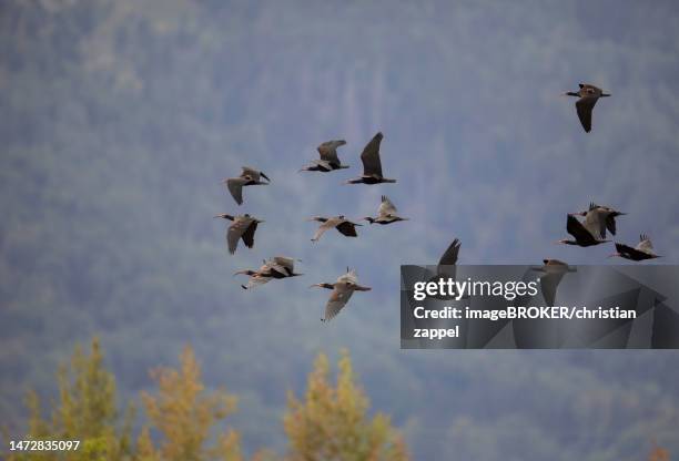 a flock of steller's northern bald ibis (geronticus eremita), hermit ibis, or waldrapp in flight, alpine foothills, austria - ibis giapponese foto e immagini stock