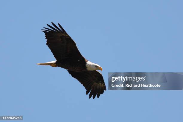 Bald eagle flies over the course during the third round of THE PLAYERS Championship on THE PLAYERS Stadium Course at TPC Sawgrass on March 11, 2023...