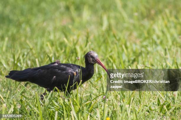 rare northern bald ibis (geronticus eremita), alpine foothills, austria - ibis giapponese foto e immagini stock