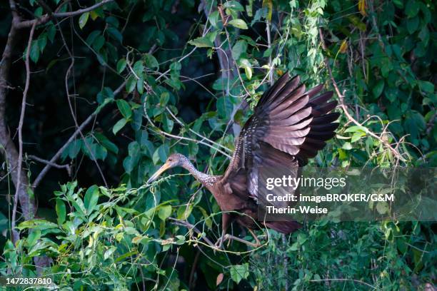 flying limpkin (aramus guarauna), manu national park, peruvian amazon, peru - amazon river stock illustrations