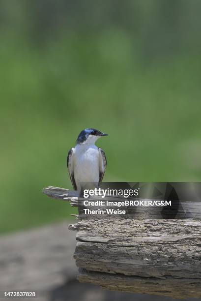 white-winged swallow (tachycineta albiventer), manu national park, peruvian amazon, peru - manu stock illustrations