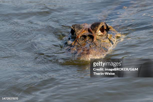 black caiman (melanosuchus niger) swimming in the madre de dios river, manu national park, peruvian amazon, peru - amazon river stock-grafiken, -clipart, -cartoons und -symbole
