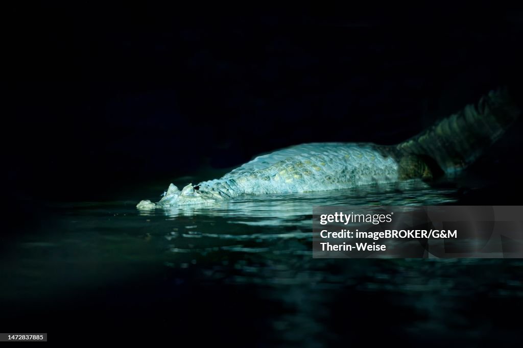 Black caiman (Melanosuchus niger) in the Madre de Dios River at night, Manu National Park, Peruvian Amazon, Peru