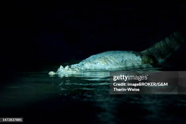 black caiman (melanosuchus niger) in the madre de dios river at night, manu national park, peruvian amazon, peru - madre de dios river stock illustrations
