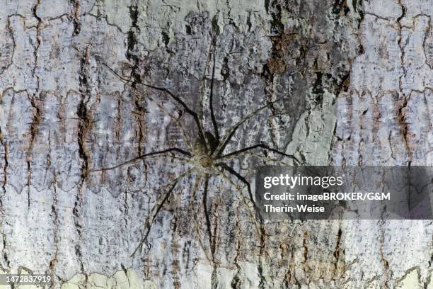 large spider on tree trunk, manu national park, peruvian amazon, peru - amazon river stock-grafiken, -clipart, -cartoons und -symbole