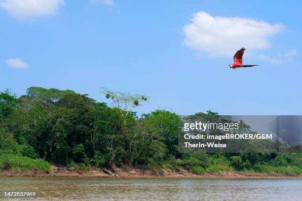 red-and-green macaw (ara chloropterus) flying over the amazon tropical rain forest, madre de dios river, manu national park, peruvian amazon, peru - amazon region stock-grafiken, -clipart, -cartoons und -symbole
