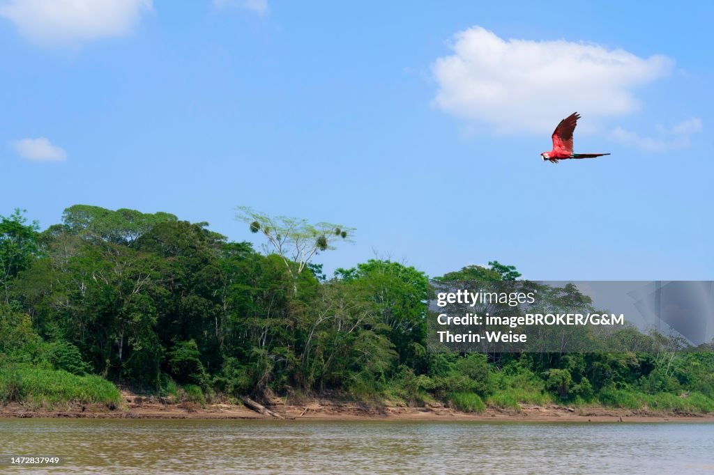 Red-and-green Macaw (Ara chloropterus) flying over the Amazon tropical rain forest, Madre de Dios River, Manu National Park, Peruvian Amazon, Peru