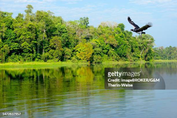 horned screamer (anhima cornuta) flying over the amazon tropical rain forest at oxbow lake, manu national park, peruvian amazon, peru - amazon river stock-grafiken, -clipart, -cartoons und -symbole