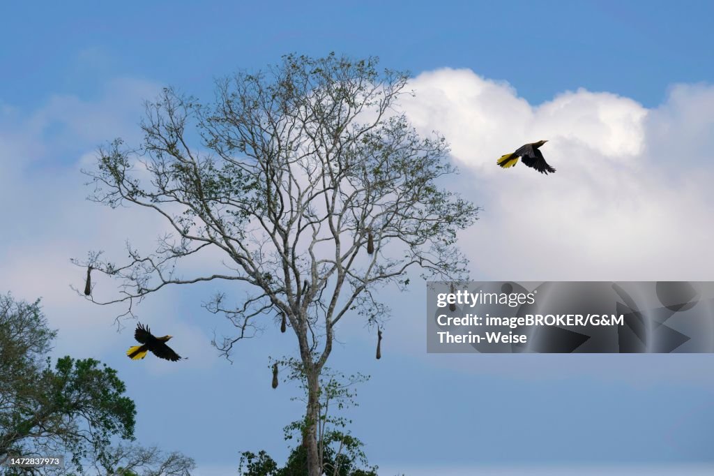 Crested oropendola flying under nesting tree in Amazon Tropical Rain Forest, Rio Colorado, Peruvian Amazon, Peru
