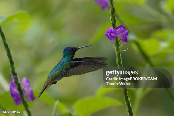 golden-tailed sapphire (chrysuronia oenone) in flight, manu national park, peruvian amazon cloud forest, peru - amazon river stock illustrations