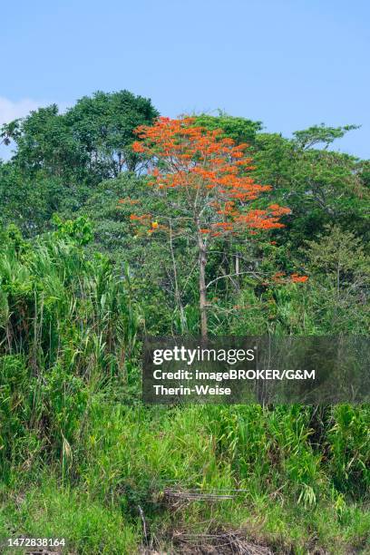 amazon tropical rain forest with pink ipe tree (tabebuia ipe), madre de dios river, manu national park, peruvian amazon, peru - madre stock illustrations