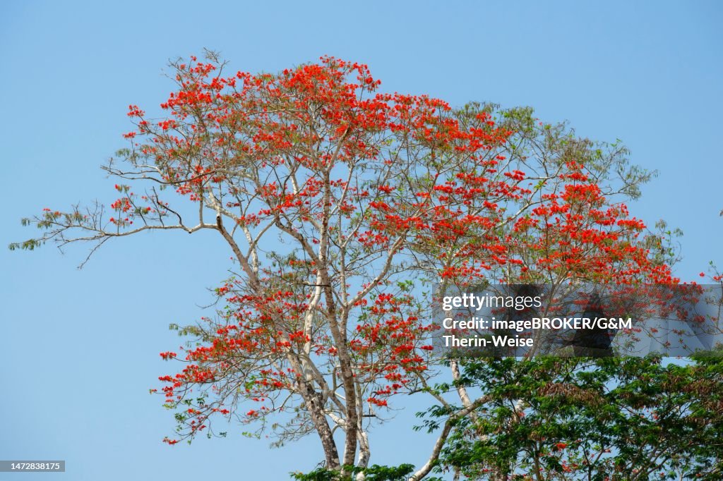 Pink Ipe Tree (Tabebuia ipe), Madre de Dios River, Manu National Park, Peruvian Amazon, Peru