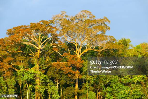amazon tropical rain forest at oxbow lake, manu national park, peruvian amazon, peru - amazon river stock-grafiken, -clipart, -cartoons und -symbole