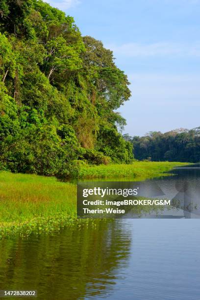 amazon tropical rain forest at oxbow lake, manu national park, peruvian amazon, peru - manu stock illustrations