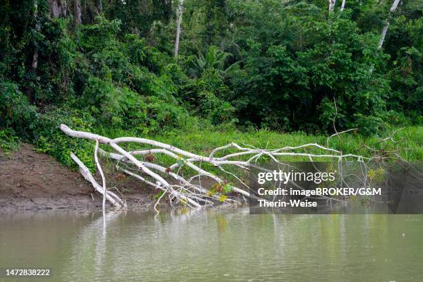 amazon tropical rain forest along the rio colorado, peruvian amazon, peru - amazon river stock-grafiken, -clipart, -cartoons und -symbole