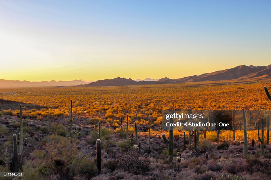Desert at Sunset