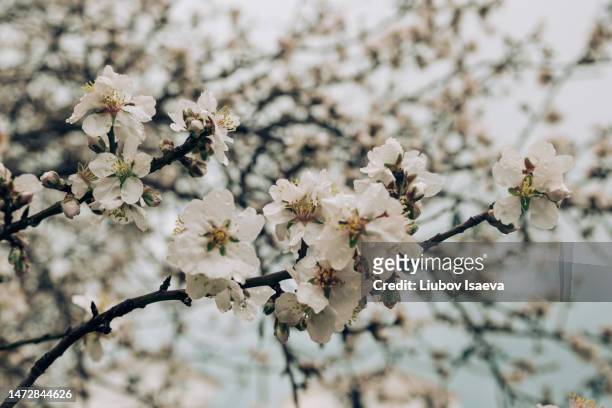 blooming almond tree twigs in cloudy day - almond branch fotografías e imágenes de stock
