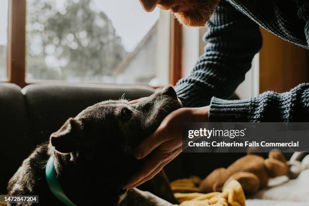 a man leans in towards an old black dog, gently supporting her chin on his hand and stroking her head - 40 44 years stock pictures, royalty-free photos & images