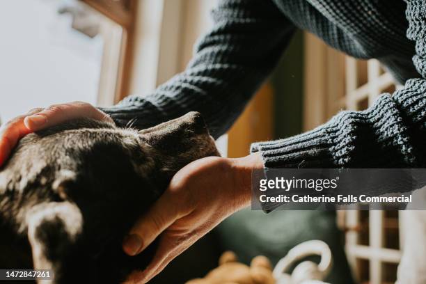 a man leans in towards an old black dog, gently supporting her chin on his hand and stroking her head - dog family stock pictures, royalty-free photos & images