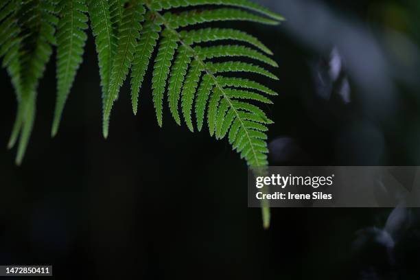amazing close-up of a fern leaf - polypodiaceae stock pictures, royalty-free photos & images