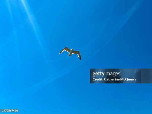 bird in flight caught between crossing sunbeams in coastal area - water glide stock pictures, royalty-free photos & images