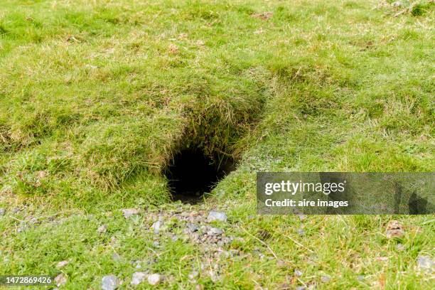 close-up of an empty rabbit hole in the grass of a mountain, no people around, front view - trou sol photos et images de collection