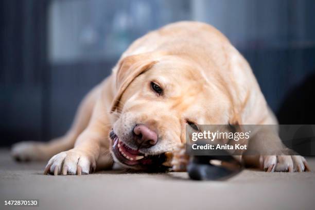 the dog bites the deer's hoove - golden hoof stock pictures, royalty-free photos & images