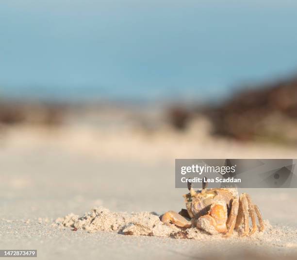 golden ghost crab - digging beach photos et images de collection