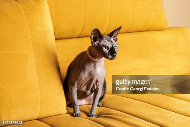 an absolutely beautiful and elegant canadian sphynx cat of gray color with mesmerizing big green eyes is sitting on a yellow sofa or couch. - gray alien stock pictures, royalty-free photos & images