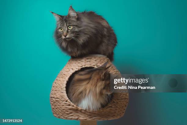 Scratching Post Texture Photos and Premium High Res Pictures - Getty Images
