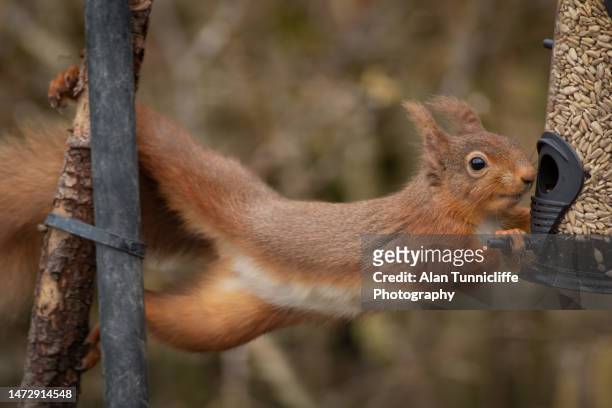 red squirrel - squirrel stock pictures, royalty-free photos & images
