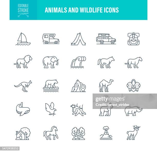 animals and wildlife icons editable stroke - lion africa stock illustrations