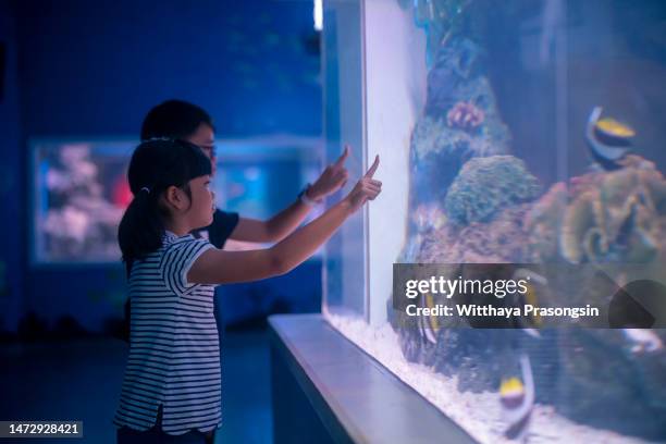 kids-boy and girl- watching fishes - fish tank stock pictures, royalty-free photos & images