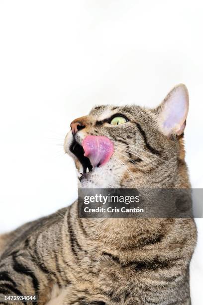 tabbycat licking his face on white background - cat tongue stock pictures, royalty-free photos & images