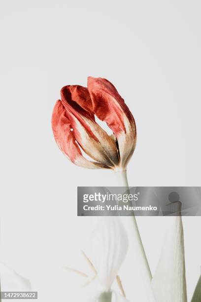 wilted flowers. dry tulips on a light background. withering concept. - wilted stock pictures, royalty-free photos & images