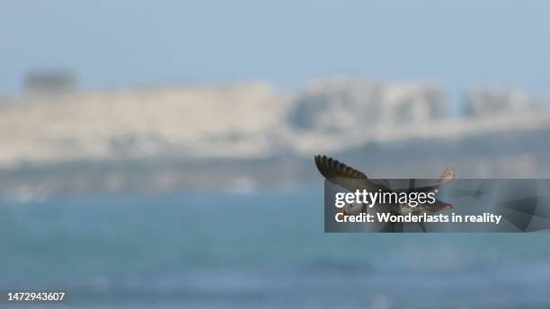 puffin in flight - atlantic puffin stock pictures, royalty-free photos & images