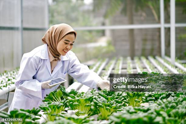 asian woman farm worker using digital tablet in hydroponic farm - hydroponics stock pictures, royalty-free photos & images