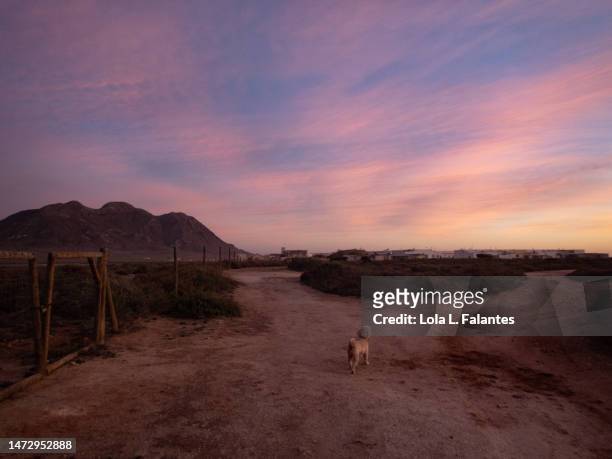 white dog in a footpath. las salinas, cabo de gata, almería, spain - desert dog stockfoto's en -beelden