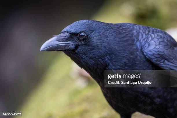 close portrait of a carrion crow (corvus corone) - crow stockfoto's en -beelden