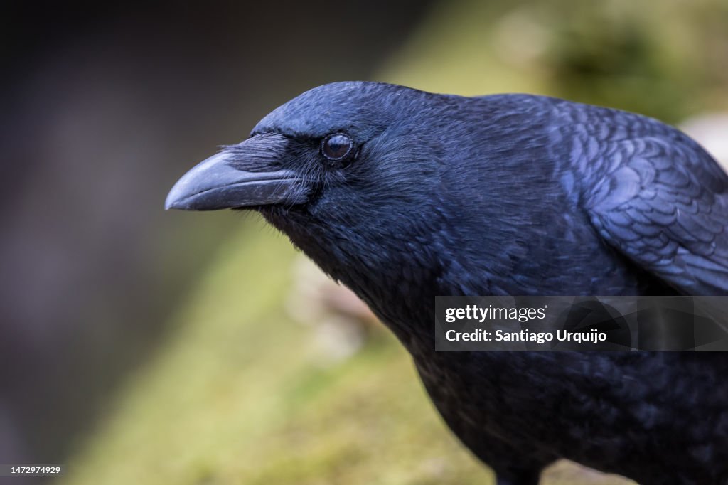 Close portrait of a carrion crow (Corvus corone)