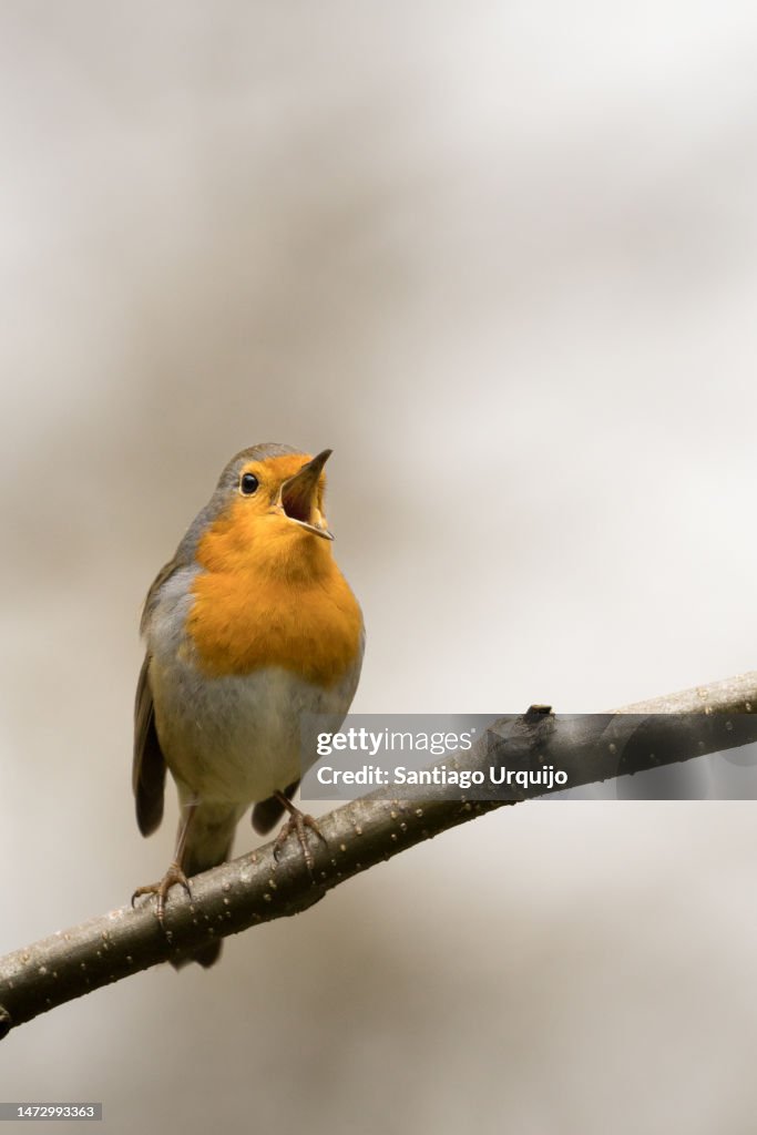 European Robin singing