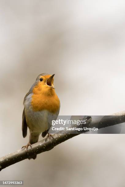 european robin singing - zangvogels stockfoto's en -beelden
