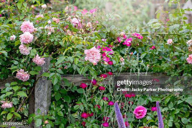 beautiful pink english summer roses growing over a rustic wooden fence in a cottage garden - garden gate rose stock pictures, royalty-free photos & images