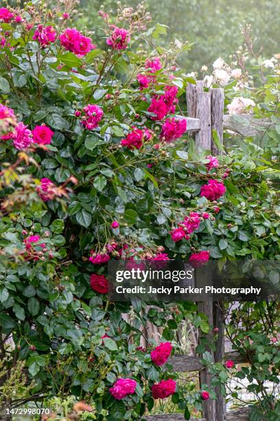 deep pink english roses growing over a rustic wooden fence in a cottage garden - garden gate rose stock pictures, royalty-free photos & images