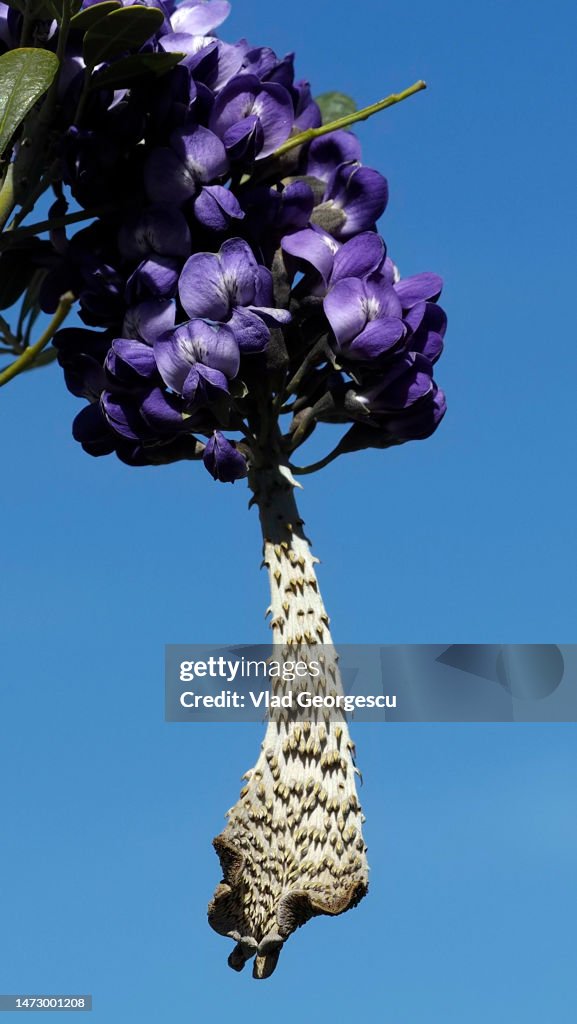 The Texas Mountain Laurel Exposé