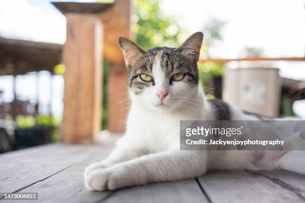 portrait of cat looking to camera. - miauwen stockfoto's en -beelden