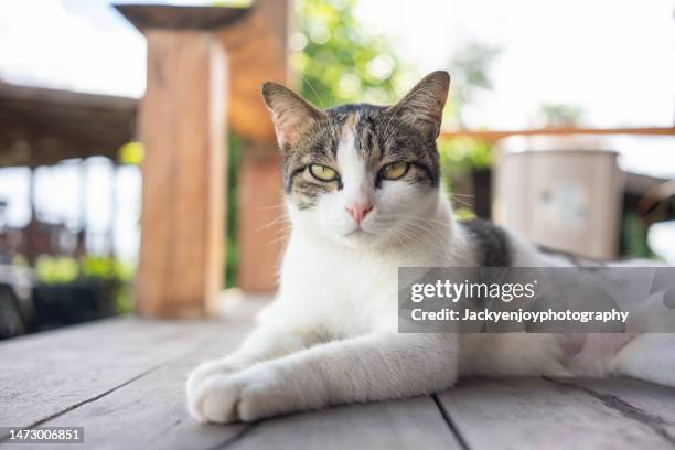 portrait of cat looking to camera. - meowing bildbanksfoton och bilder